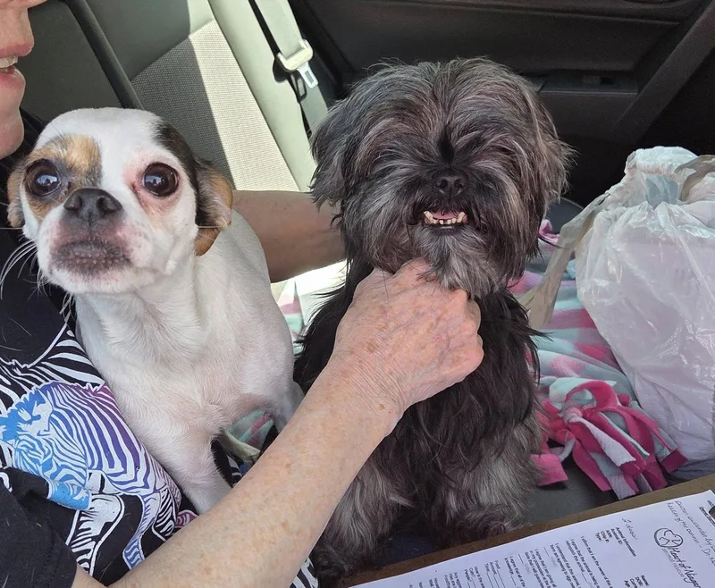 Chloe Bonded Pair thumbnail 2