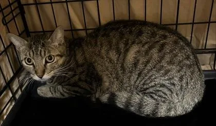 An adult small-sized male Domestic Short Hair cat named Kevin for adoption in Phoenix, AZ
