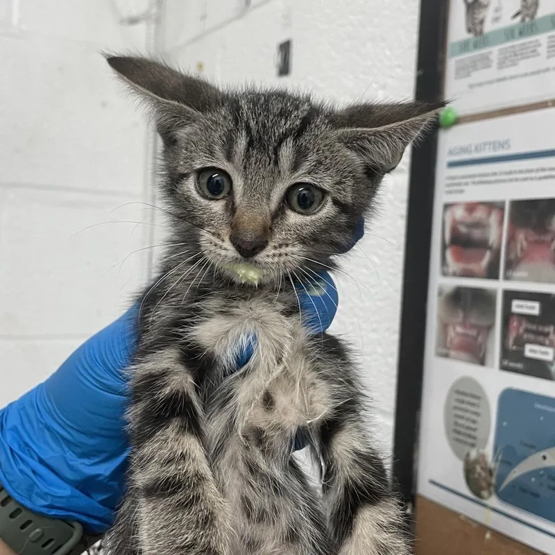 A baby small-sized male Black Domestic Short Hair cat named Amos for adoption in Edinburg, TX