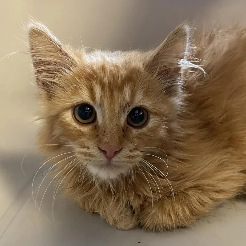 A young small-sized female Domestic Medium Hair cat named Coachella for adoption in Rifle, CO