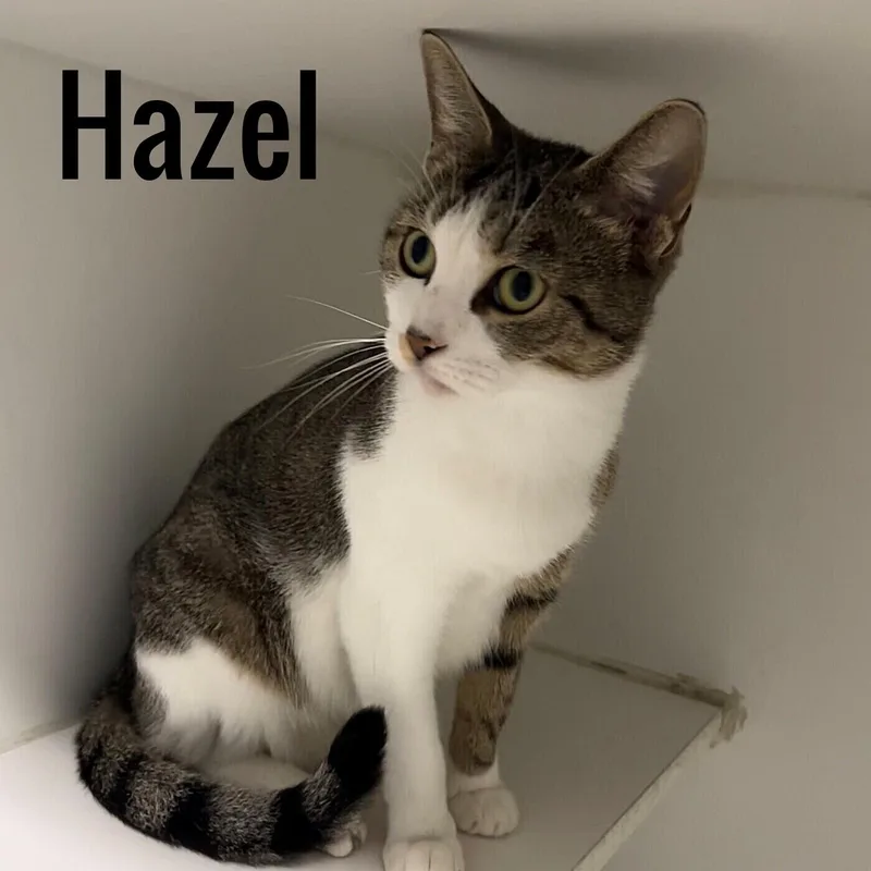 A young medium-sized female Tabby (Brown / Chocolate) Domestic Short Hair cat named Hazel for adoption in Pleasantville, NJ