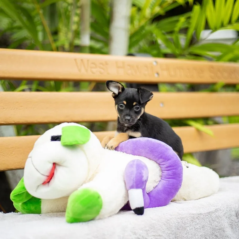 A baby small-sized male Black Mixed Breed dog named Elmo for adoption in Kailua Kona, HI