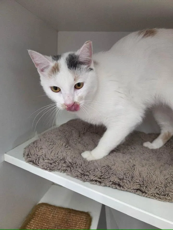 A young medium-sized female White Domestic Short Hair cat named Ariana Grande for adoption in Cleveland, OH