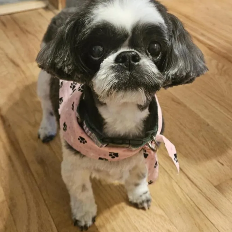 A senior small-sized female Shih Tzu dog named Shasta for adoption in Cedar Rapids, IA