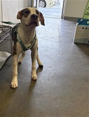 A young medium-sized male Pit Bull Terrier dog named Granite for adoption in Los Angeles, CA
