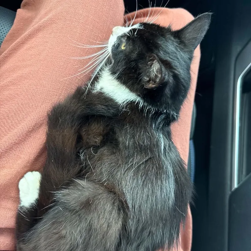 A baby small-sized female Black Domestic Medium Hair cat named Rachel for adoption in Huntington, WV
