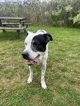 A senior large-sized male Black Mixed Breed dog named Harley for adoption in Potsdam, NY