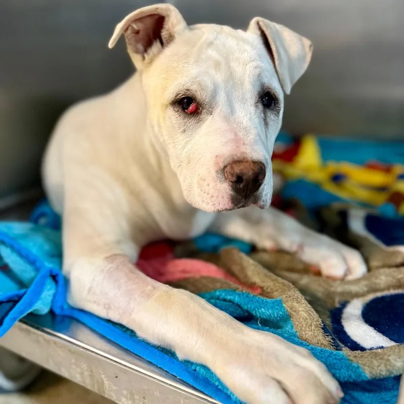 Bamm Bamm thumbnail 2