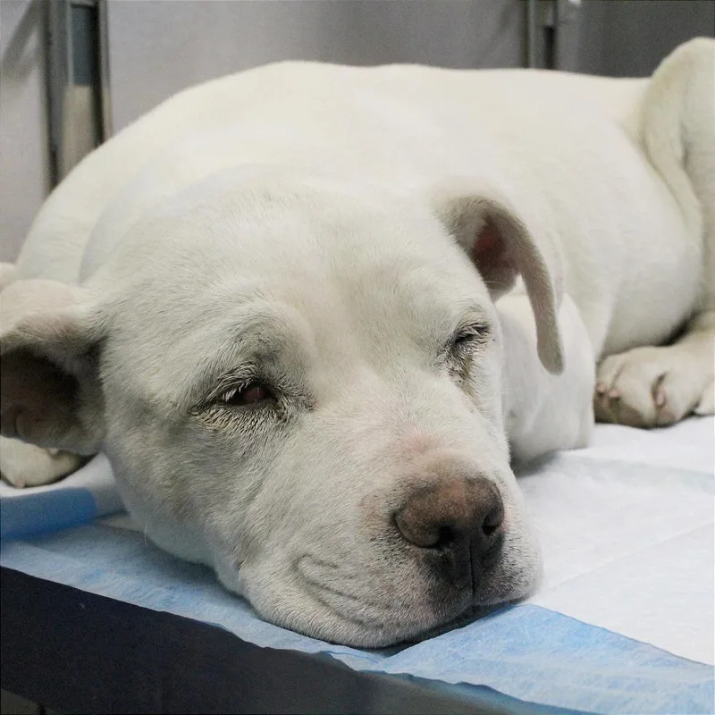 Bamm Bamm thumbnail 4