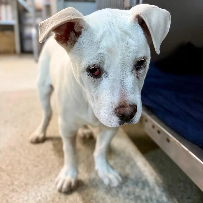 Bamm Bamm thumbnail 5