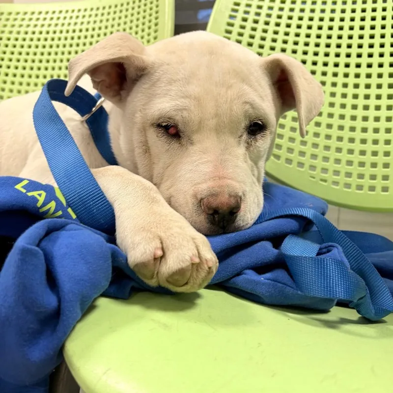 Bamm Bamm thumbnail 6