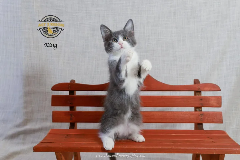 A young medium-sized male Gray & White Domestic Medium Hair cat named King for adoption in Riverside, CA