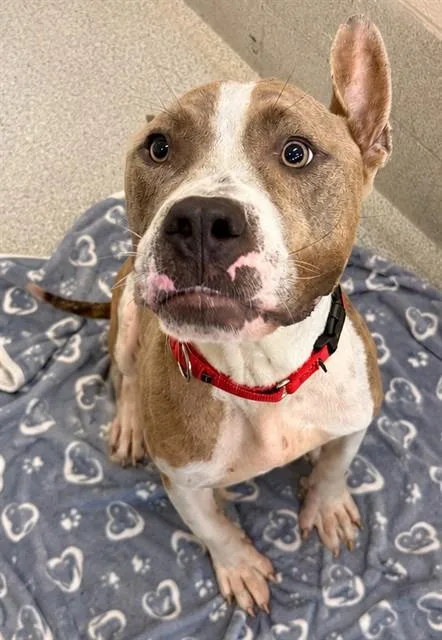 Enzo