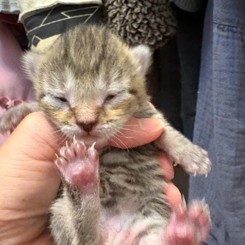 A baby small-sized female Torbie Domestic Short Hair cat named Drogon for adoption in Chapel Hill, NC