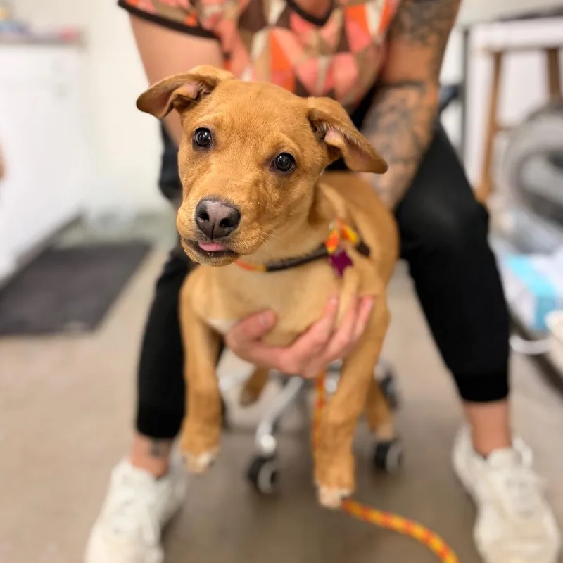 A baby medium-sized male Yellow / Tan / Blond / Fawn Mixed Breed dog named Fire Engine for adoption in Spokane, WA
