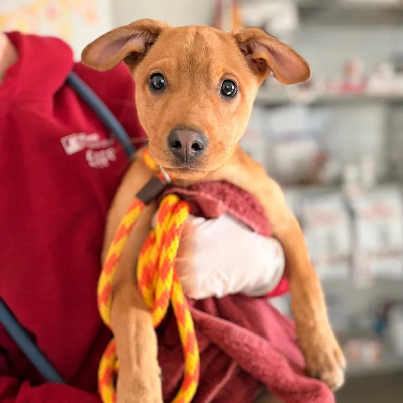 Fire Engine thumbnail 6