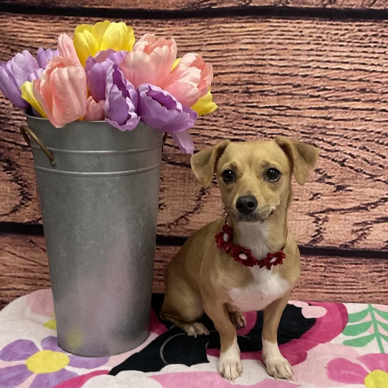 An adult small-sized female Yellow / Tan / Blond / Fawn Chihuahua dog named Nina for adoption in Henderson, NV