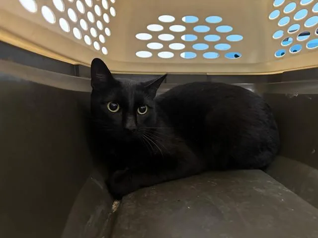 A young medium-sized male Domestic Short Hair cat named Mousse for adoption in Garland, TX