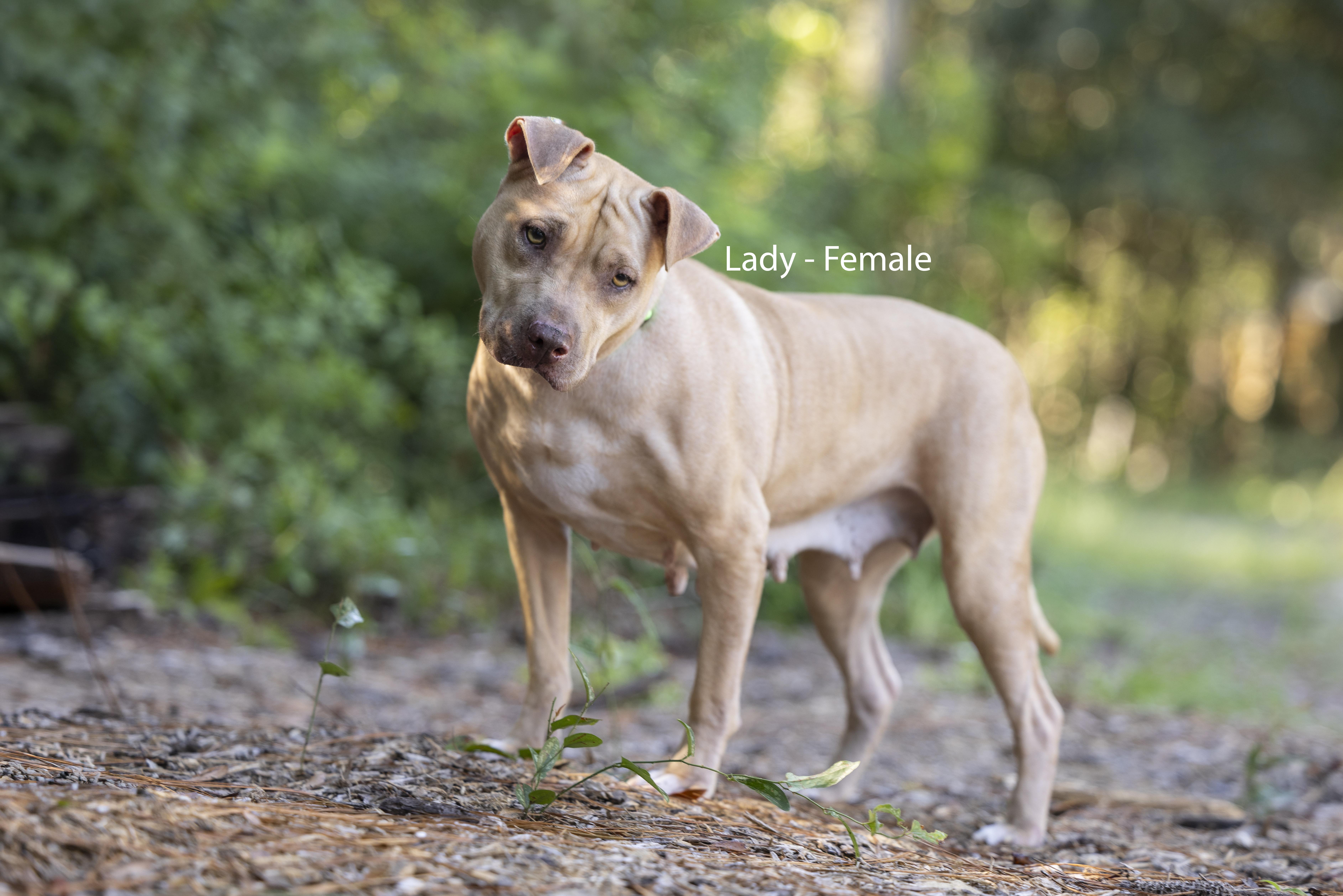 An adult medium-sized female Apricot / Beige American Bully dog named Lady for adoption in Pawleys Island, SC