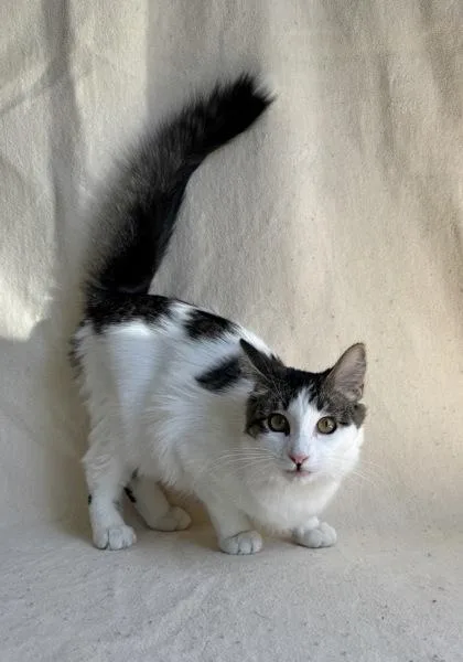 A young medium-sized female Domestic Medium Hair cat named Piya for adoption in Buffalo, MN