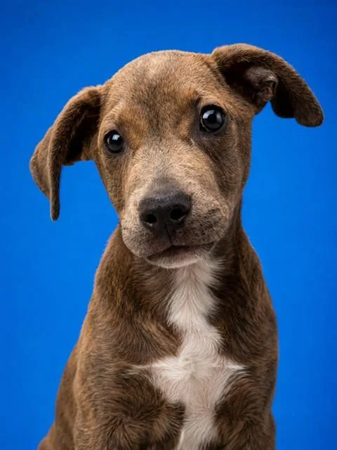 Rigby