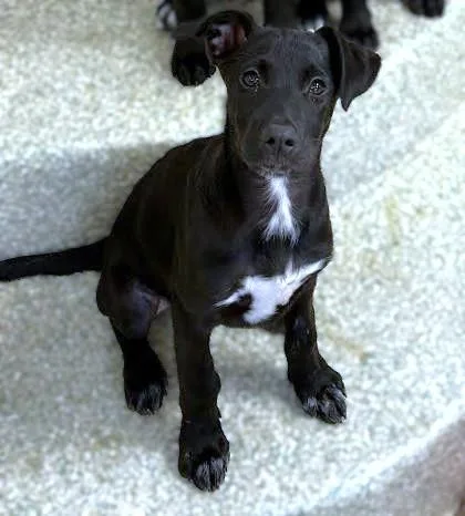 A baby small-sized female Labrador Retriever dog named Perla for adoption in Washington, DC