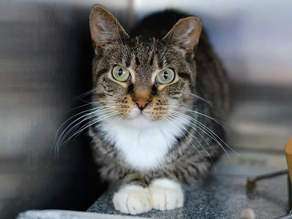 An adult small-sized female Domestic Short Hair cat named Maddie for adoption in Ridgewood, NY