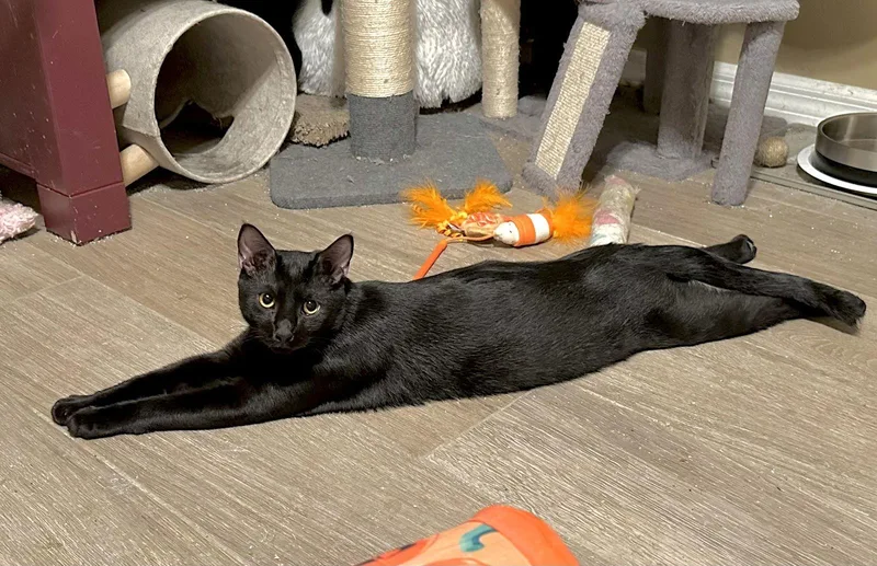 Black Hole thumbnail 2