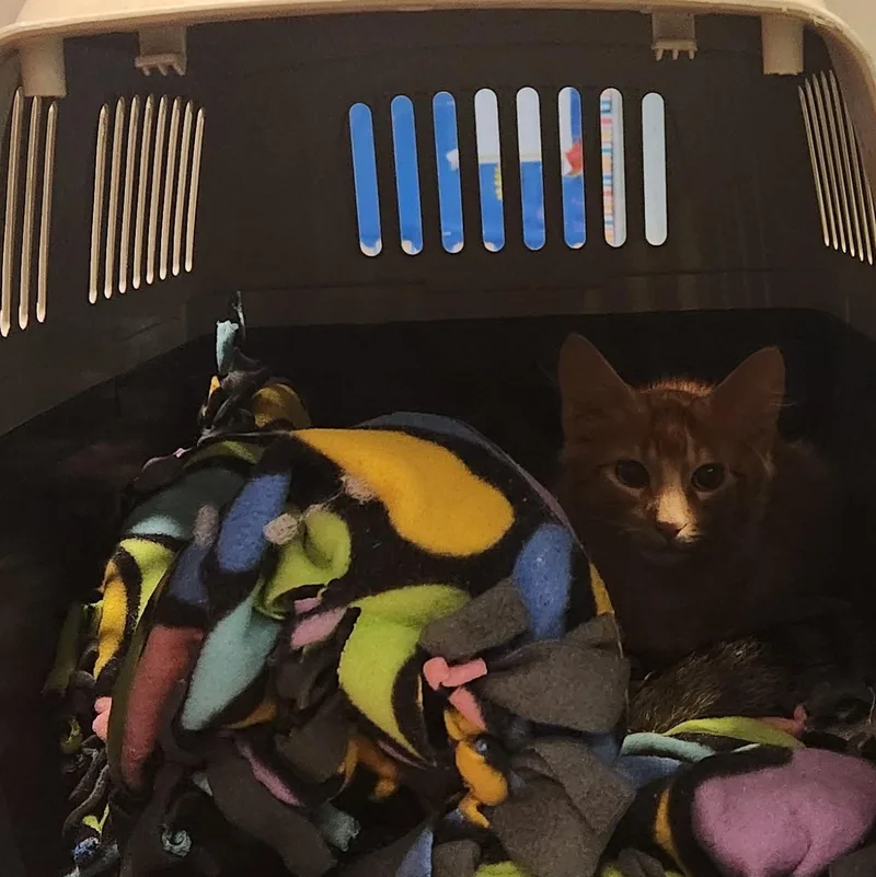 A baby medium-sized male Tabby (Orange / Red) Domestic Short Hair cat named Paprika for adoption in Charleston, SC