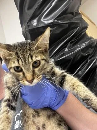 A baby small-sized female Domestic Short Hair cat named The High Priestess for adoption in Sacramento, CA