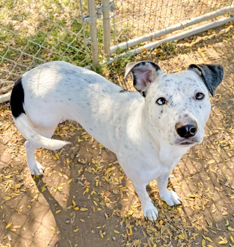 An adult medium-sized female Australian Cattle Dog / Blue Heeler dog named Bella for adoption in Anderson, IN