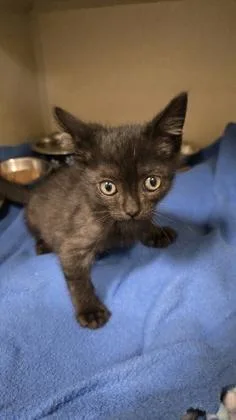 A baby medium-sized male Domestic Short Hair cat named Rudo for adoption in Sacramento, CA