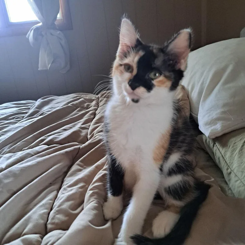 A baby small-sized female Domestic Medium Hair cat named Moose Tracks for adoption in West Mifflin, PA