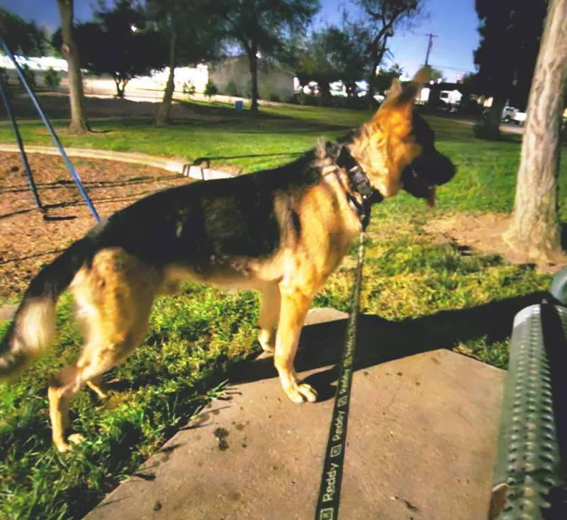 A young large-sized male Black German Shepherd Dog dog named Omen for adoption in Pleasant Grove, CA