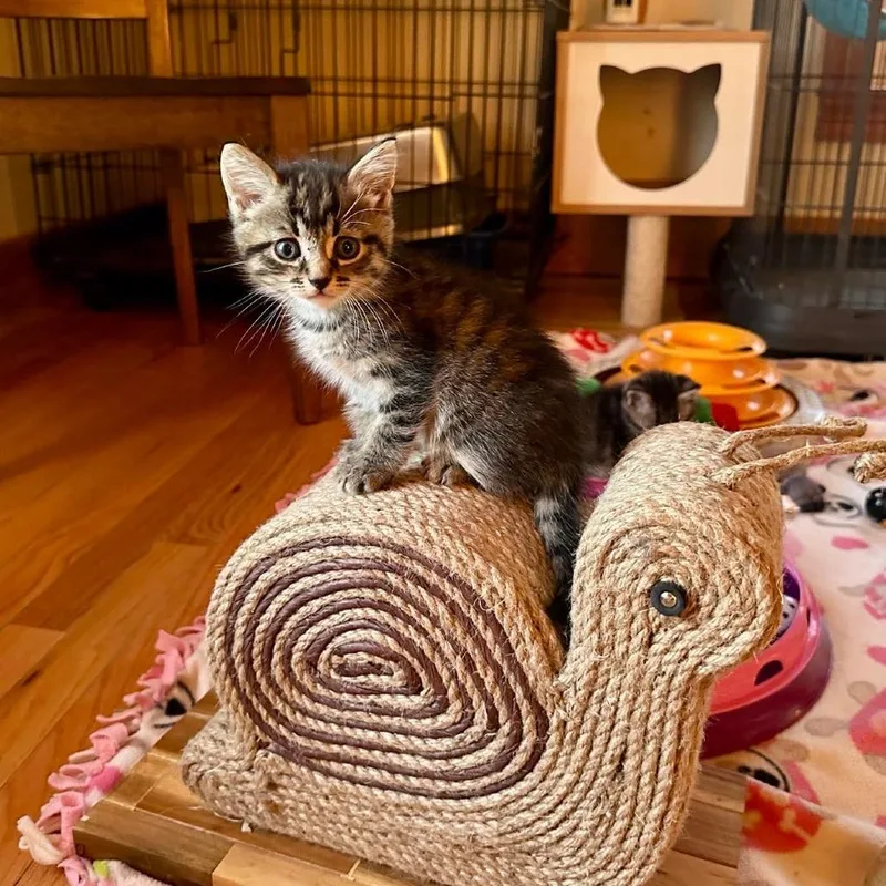 A baby small-sized female Black Domestic Short Hair cat named Kiwi Miller for adoption in Woodstock, VA