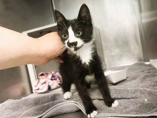 A baby small-sized male Domestic Short Hair cat named Pistachio for adoption in Palo Alto, CA
