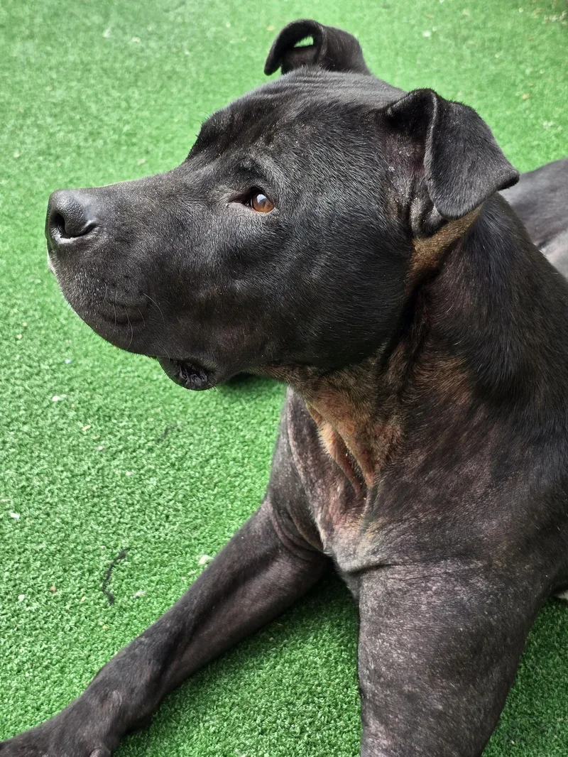 An adult medium-sized male Black Pit Bull Terrier dog named Finn for adoption in Circleville, OH