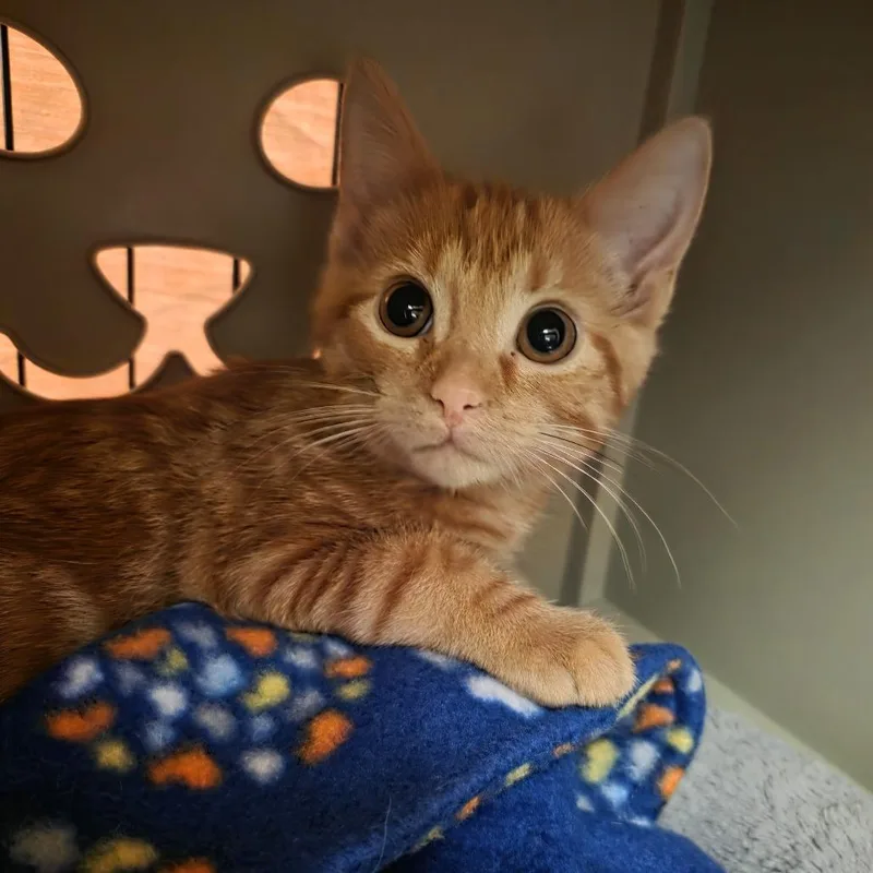 A baby small-sized female Domestic Short Hair cat named Cherry for adoption in Oshkosh, WI