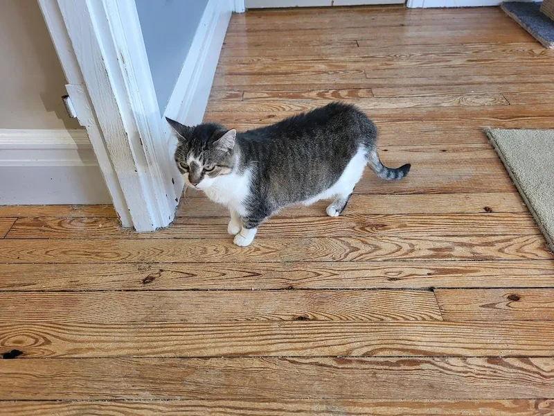 An adult medium-sized female Tabby (Tiger Striped) Domestic Short Hair cat named Bella for adoption in Allentown, PA
