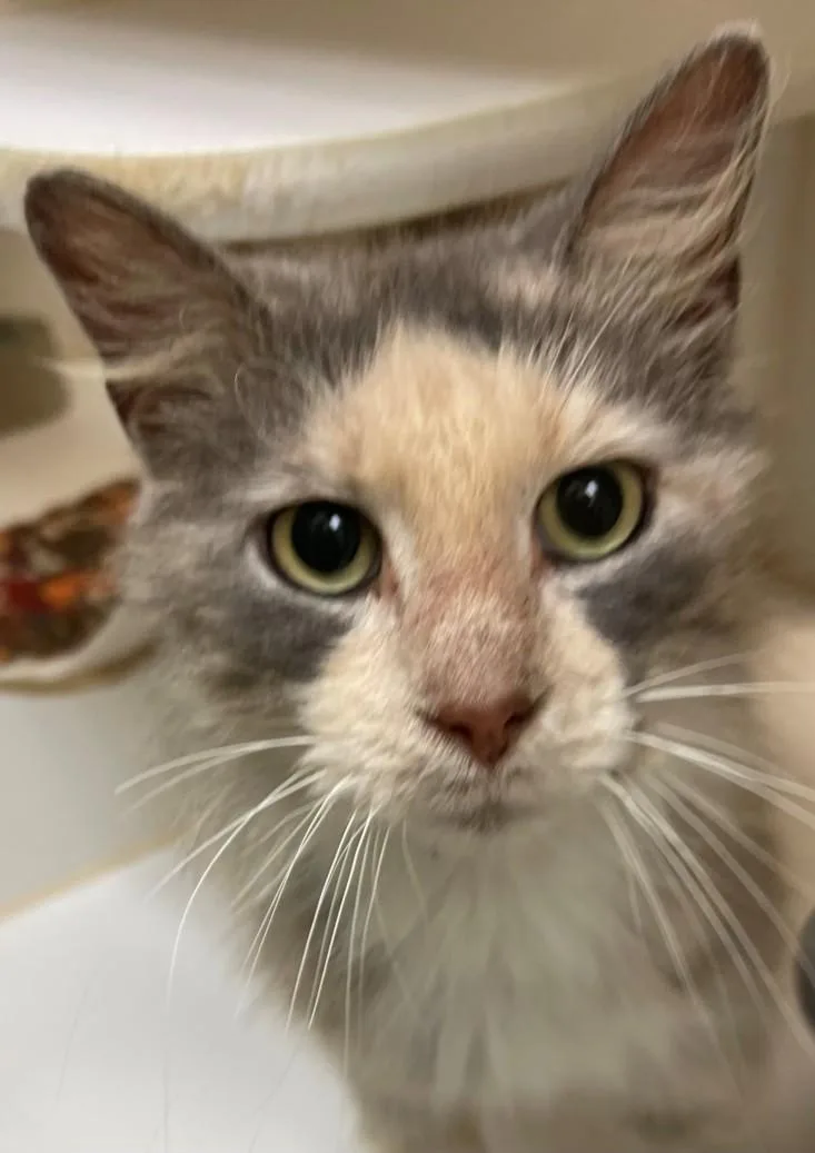 An adult small-sized female Domestic Medium Hair cat named Daphne for adoption in Texas City, TX