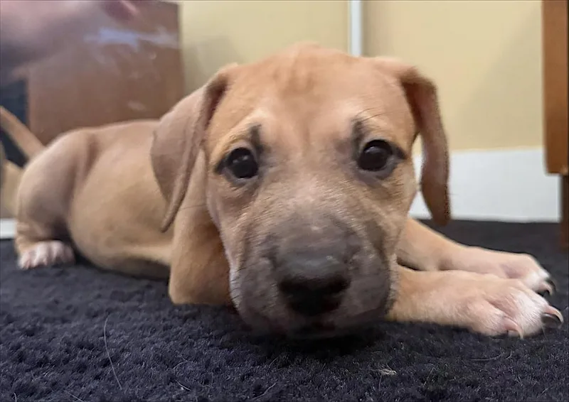 A baby medium-sized female Yellow / Tan / Blond / Fawn Staffordshire Bull Terrier dog named Penny for adoption in Redlands, CA