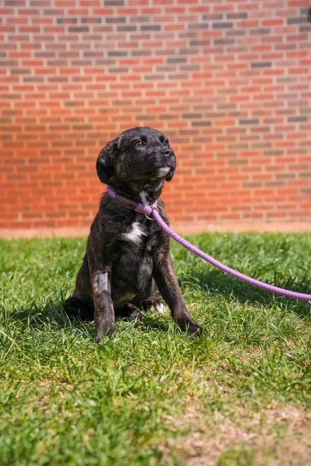 Persephone thumbnail 2