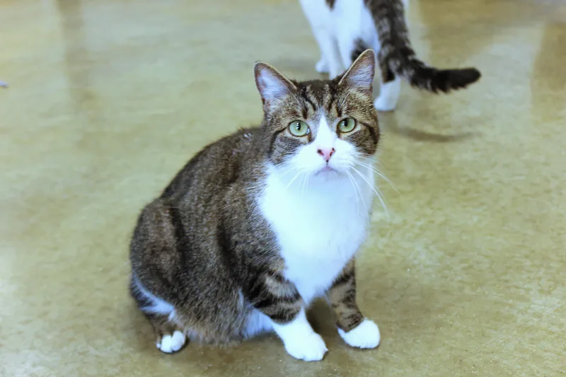 An adult large-sized male Tabby (Brown / Chocolate) Domestic Short Hair cat named Jackson for adoption in Urbana, OH