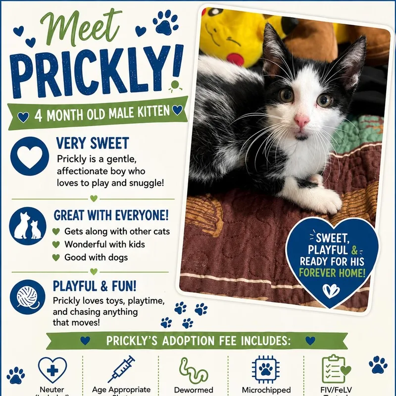 A baby small-sized male Domestic Short Hair cat named Prickly for adoption in Davisburg, MI