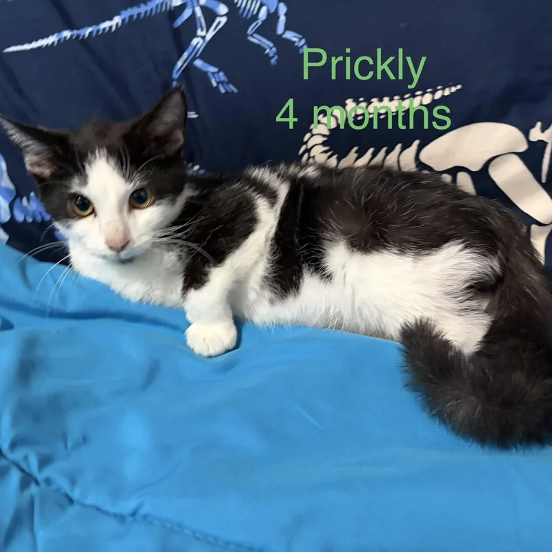 Prickly thumbnail 2