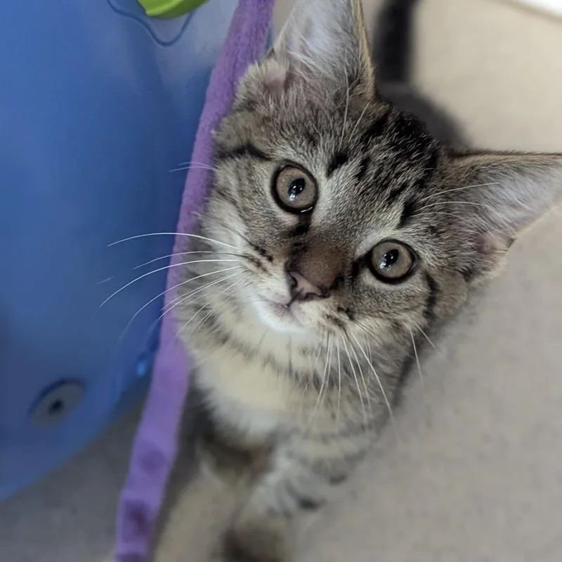 A baby medium-sized male Tabby (Brown / Chocolate) Domestic Short Hair cat named Poblano for adoption in Fenton, MI