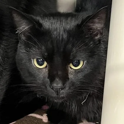 An adult large-sized male Black Domestic Short Hair cat named Phantom for adoption in Ashtabula, OH