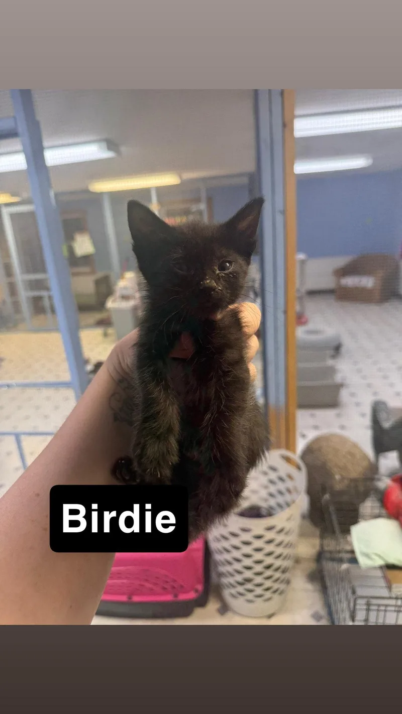 A baby small-sized female Black Domestic Short Hair cat named Birdie for adoption in Coralville, IA