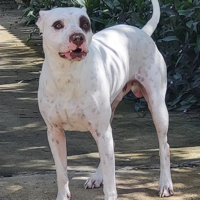 A young medium-sized male American Staffordshire Terrier dog named Manny for adoption in San Antonio, TX