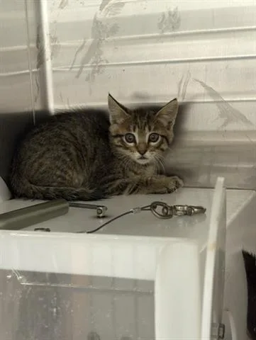 An adult small-sized female Domestic Short Hair cat named A for adoption in San Martin, CA